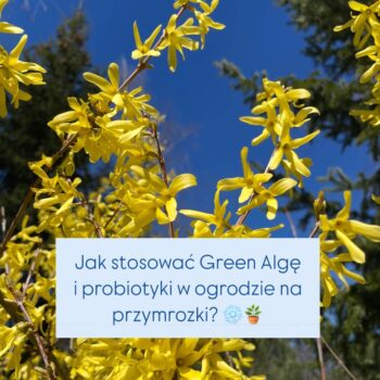 najskuteczniejsze algi na przymrozki - Green Alga