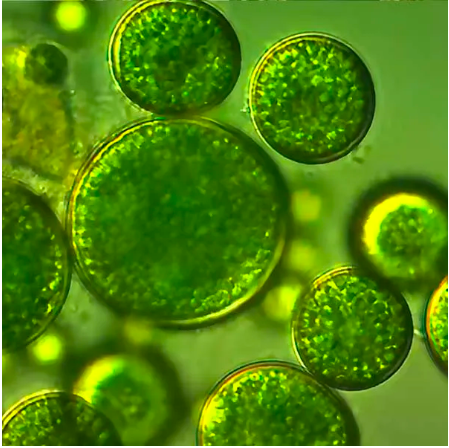 to ważne dla Twojego ogrodu Green Alga