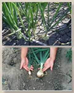 nawozy azotowe naturalne