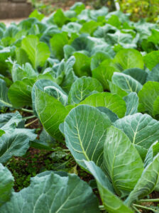 najlepszy nawóz jesienny do ogrodu