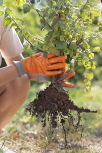 najlepszy ukorzeniacz Green Alga 