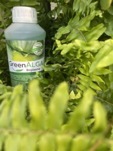 korzyści nawożenia roślin doniczkowych Green Algą