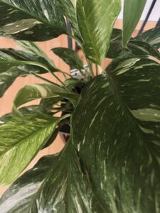 kwiaty doniczkowe domowe łatwe w uprawie