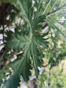 kwiaty doniczkowe pielęgnacja 
