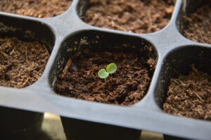 zgorzel siewek jak uniknąć