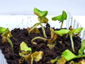 zgorzel siewek co to jest