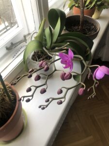 nawóz do storczyków - pielęgnacja storczyków zimą